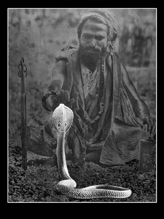 171 Snake And The Sage